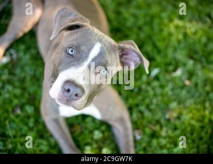 Un cucciolo di razza mista Pit Bull blu e bianco giace nell'erba e guarda la telecamera con un'inclinazione della testa Foto Stock
