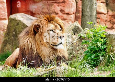 Vista laterale da un leone berbero adulto che guarda intorno a Panthera leo Foto Stock