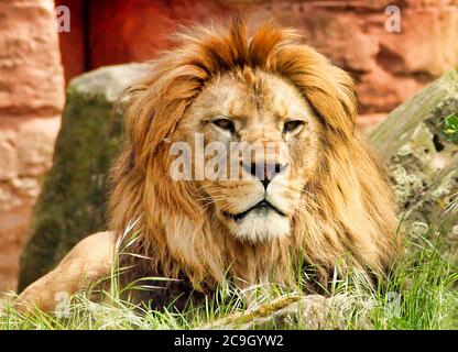 Vista frontale da un leone berbero adulto, Panthera leo Foto Stock