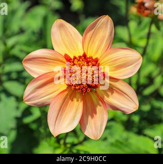 Primo piano di un fiore arancione testa di una Dahlia 'totalmente Tangerine' alla National Dahlia Collection, Penzance, Cornovaglia, Inghilterra Foto Stock