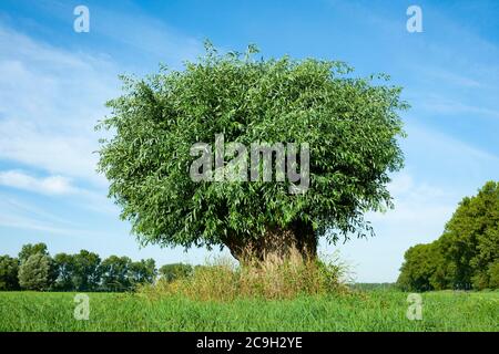 Salice bianco (Salix alba), forma di coltura salice pollared, circa 8 mesi dopo il taglio con nuovi germogli, Turingia, Germania Foto Stock