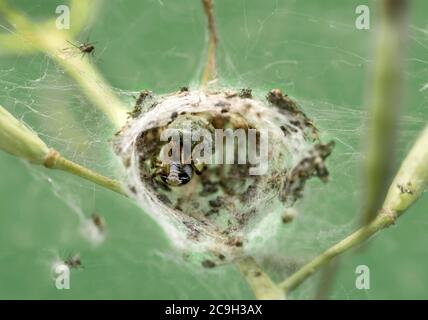 Ragno crestato femmina (Theridion pictum) con innesto a uovo, Svizzera Foto Stock