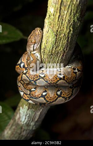 Python reticolato (reticulatus malayopython), Area di conservazione della valle del Danum, Sabah, Borneo, Malesia Foto Stock