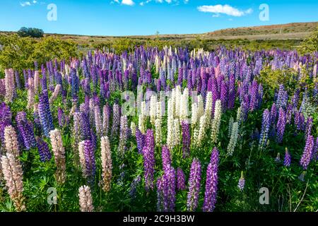 Viola di grande lasciarono i lupini (Lupinus polyphyllus), il Lago Tekapo nella parte anteriore delle Alpi del sud, Canterbury, Isola del Sud, Nuova Zelanda Foto Stock