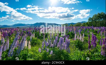 Viola di grande lasciarono i lupini (Lupinus polyphyllus), il Lago Tekapo nella parte anteriore delle Alpi del sud, Canterbury, Isola del Sud, Nuova Zelanda Foto Stock