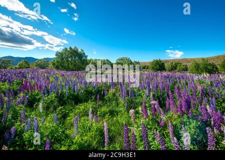 Viola di grande lasciarono i lupini (Lupinus polyphyllus), il Lago Tekapo nella parte anteriore delle Alpi del sud, Canterbury, Isola del Sud, Nuova Zelanda Foto Stock