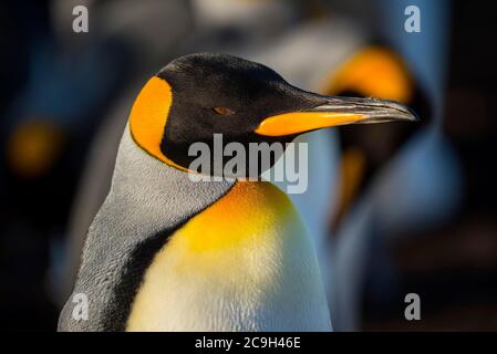 Re pinguino (Apptenodytes patagonicus), ritratto, punto Volontario, Isole Falkland Foto Stock