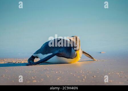 Il giovane pinguino di Re (Apptenodytes patagonicus) si trova sulla spiaggia, Volontario Point, Isole Falkland Foto Stock