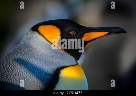 Re pinguino (Apptenodytes patagonicus), ritratto, punto Volontario, Isole Falkland Foto Stock