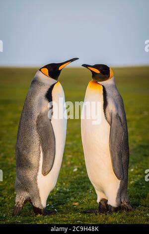 I pinguini del re (Atenodytes patagonicus) stanno in un prato, punto di Volontariato, isole di Falkland Foto Stock