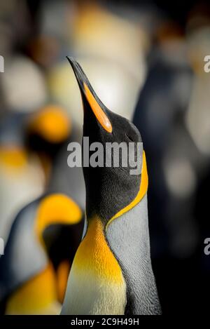 Re pinguini (Atenodytes patagonicus) in una colonia, ritratto, punto Volontario, Isole Falkland Foto Stock