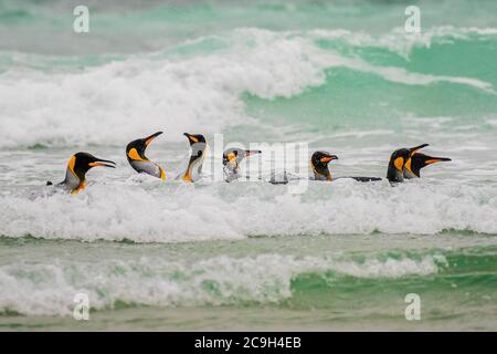 Pinguini del re (Atenodytes patagonicus), nuoto di gruppo nel surf, punto di Volontariato, Isole Falkland Foto Stock