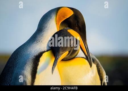 Re pinguini (Atenodytes patagonicus), coppia di animali, punto Volontario, Isole Falkland, Gran Bretagna Foto Stock