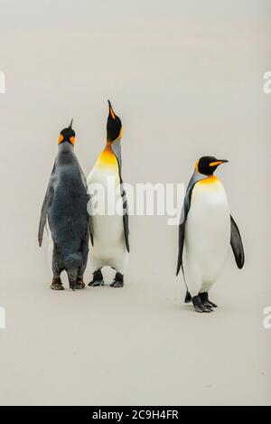 Tre pinguini reali (Apptenodytes patagonicus) sulla spiaggia, punto Volontario, Isole Falkland Foto Stock