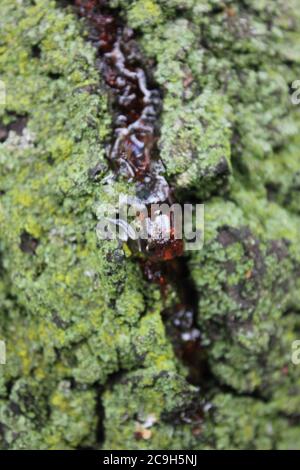 Gummosi organica, Cytospora, Leucostoma canker, che vive su un albero di ciliegio nel cortile. Foto Stock