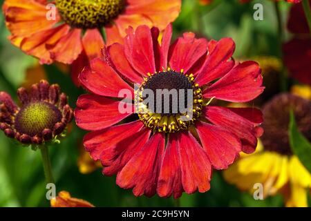 Red Helenium primo piano fiore perenne indurito Foto Stock