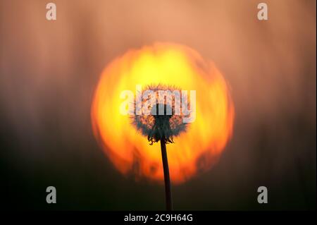 I galleggianti settentrionali del ghiaccio artico si rompono in questa vista grandangolare con il sole che tramonta all'orizzonte Foto Stock