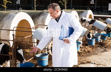 Veterinario uomo maturo in camice bianco che ispeziona le mucche in caseificio Foto Stock