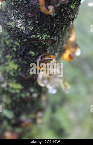 Gummosi organica, Cytospora, Leucostoma canker, che vive su un albero di ciliegio nel cortile. Foto Stock