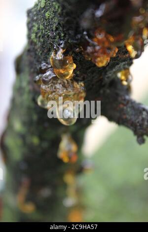 Gummosi organica, Cytospora, Leucostoma canker, che vive su un albero di ciliegio nel cortile. Foto Stock