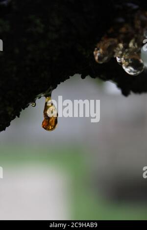 Gummosi organica, Cytospora, Leucostoma canker, che vive su un albero di ciliegio nel cortile. Foto Stock