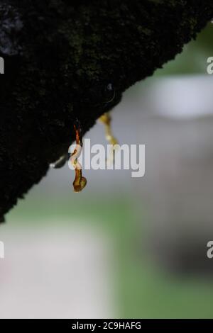 Gummosi organica, Cytospora, Leucostoma canker, che vive su un albero di ciliegio nel cortile. Foto Stock