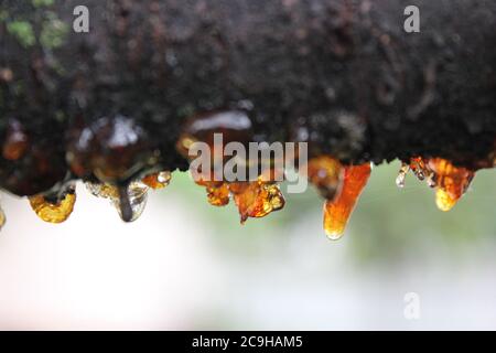 Gummosi organica, Cytospora, Leucostoma canker, che vive su un albero di ciliegio nel cortile. Foto Stock