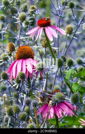 Fiori in fiore Echinacea purpurea in blu mare agrifoglio Foto Stock