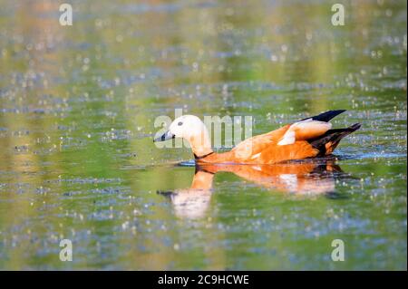 Primo piano sheldy o Tadorna ferrulinea nuotano in acqua Foto Stock