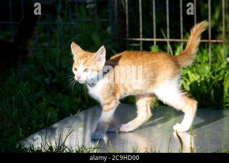 Tabby rosso tom-gatto kitten esplorare Foto Stock