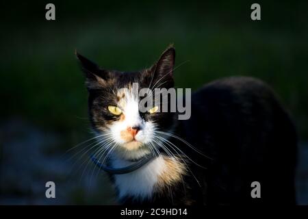 Ritratto di un gatto femminile Foto Stock