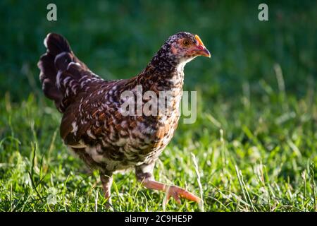 Colorito giovane gallina di pollo della razza 'Stoapiperl', una razza in via di estinzione dall'Austria Foto Stock