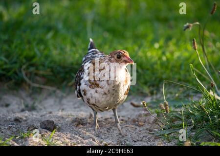 Colorito giovane gallina di pollo della razza 'Stoapiperl', una razza in via di estinzione dall'Austria Foto Stock