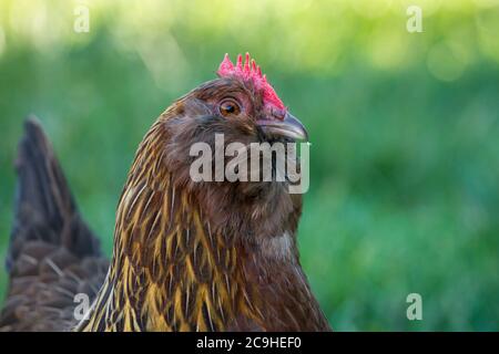 Bantam Thuringian Bearded Chicken (Thüringer Zwerg-Barthuhn), una razza di pollo tedesca Foto Stock