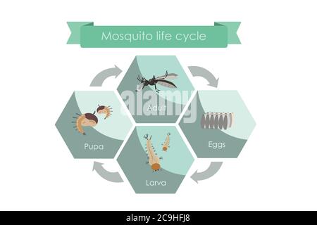 Ciclo di vita delle zanzare dall'uovo all'adulto. Visualizza il grafico che mostra il ciclo di vita della zanzara. Illustrazione Vettoriale