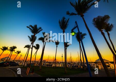 Silhouette di palme nel porticciolo di Coconut Grove al tramonto. Miami, Stati Uniti Foto Stock