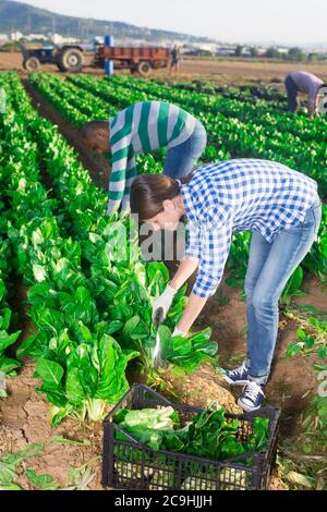 Positivo donna taglia fresco verde mangold e mette in una cassa Foto Stock