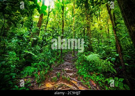 Radici e vegetazione lussureggiante nella giungla basse Terre in Guadalupa, antille francesi. Piccole Antille, Caraibi Foto Stock