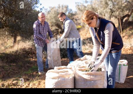 Gruppo di persone che raccolgono olive fresche in sacchi durante la raccolta in piantagione di famiglia Foto Stock