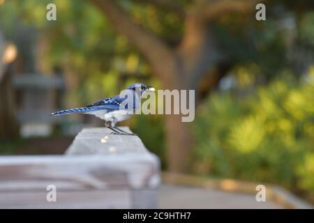 Blue Jay ama le arachidi Foto Stock