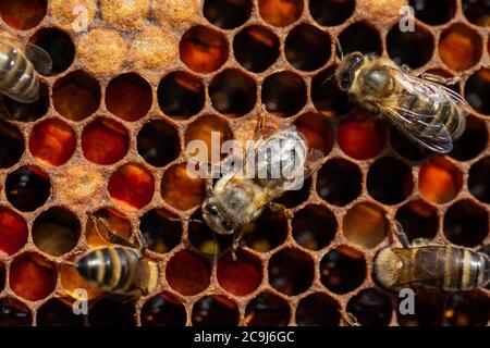 Primo piano delle api da lavoro sui nidi d'ape. Immagine dell'apicoltura e della produzione del miele Foto Stock