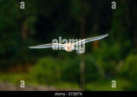 Wild Barn Owl in volo testa-su Foto Stock