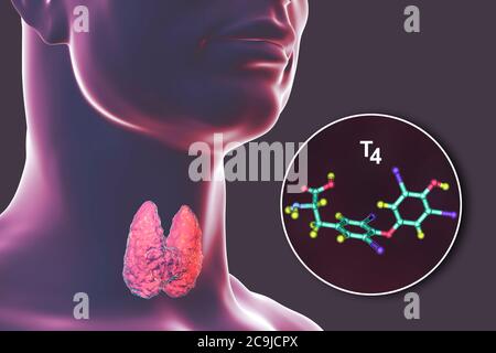 Molecola di tiroxina (T4), un ormone prodotto dalla ghiandola tiroidea, illustrazione al computer. Foto Stock