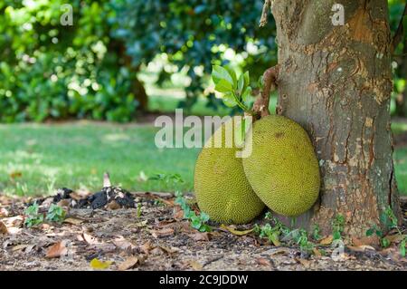Jackfruit che cresce da un tronco di albero. Messa a fuoco selettiva. Foto Stock