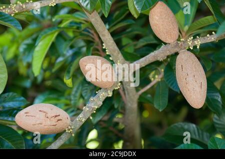 Sapote di frutta Mamey. Messa a fuoco selettiva. Foto Stock