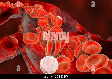 Globuli rossi e leucociti, sezione trasversale di un vaso sanguigno, illustrazione del computer. Foto Stock