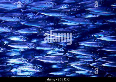 Banchi di pesci nell'oceano scuro, sgombro, blu, chiaro, Foto Stock