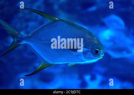 Pinna d'oro pesci nuoto in mare, roccia, illuminato, blu Foto Stock