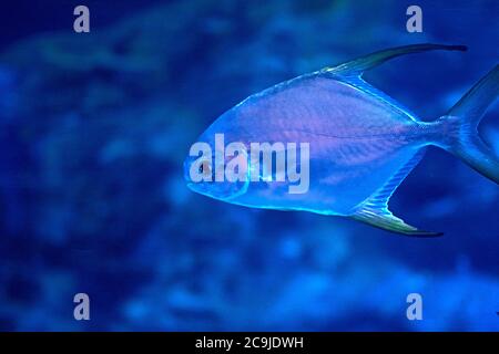 Pinna d'oro pesci nuoto in mare, roccia, illuminato, blu Foto Stock