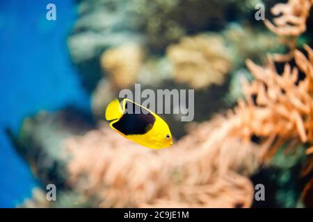 Bellezza rocciosa (Holacanthus tricolore). Foto Stock